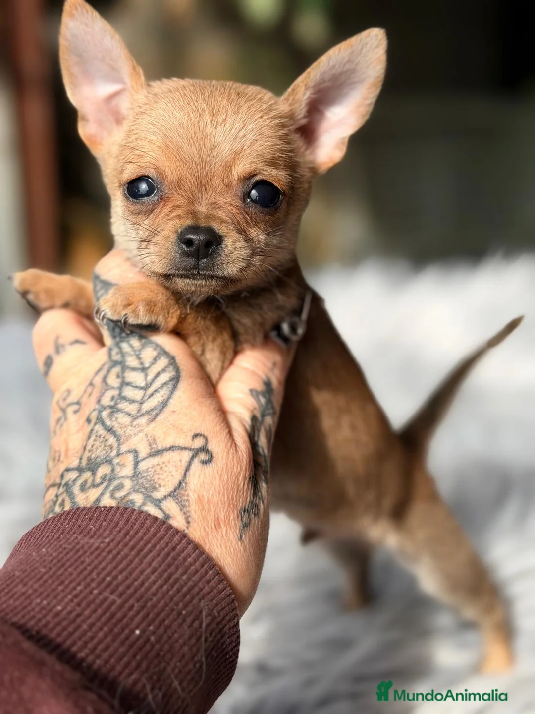 Chihuahua perros en venta: CAMADA CHIHUAHUA CREMA - Anuncio 2