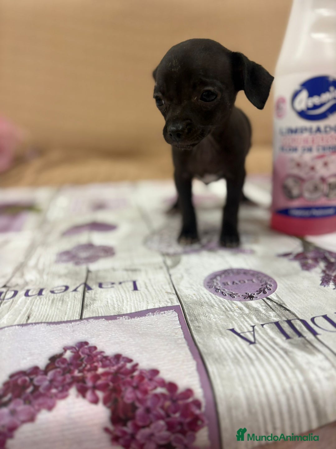 Chihuahua perros en venta: Chihuahua toy cabeza manzana  - Imagen 7