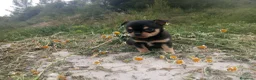 Chihuahua perros en venta: CHIHUAHUAS CABEZA DE MANZANA  - Anuncio 10