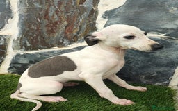 Whippet perros en venta: Whippet HEMBRAS (hay video) - Anuncio 5