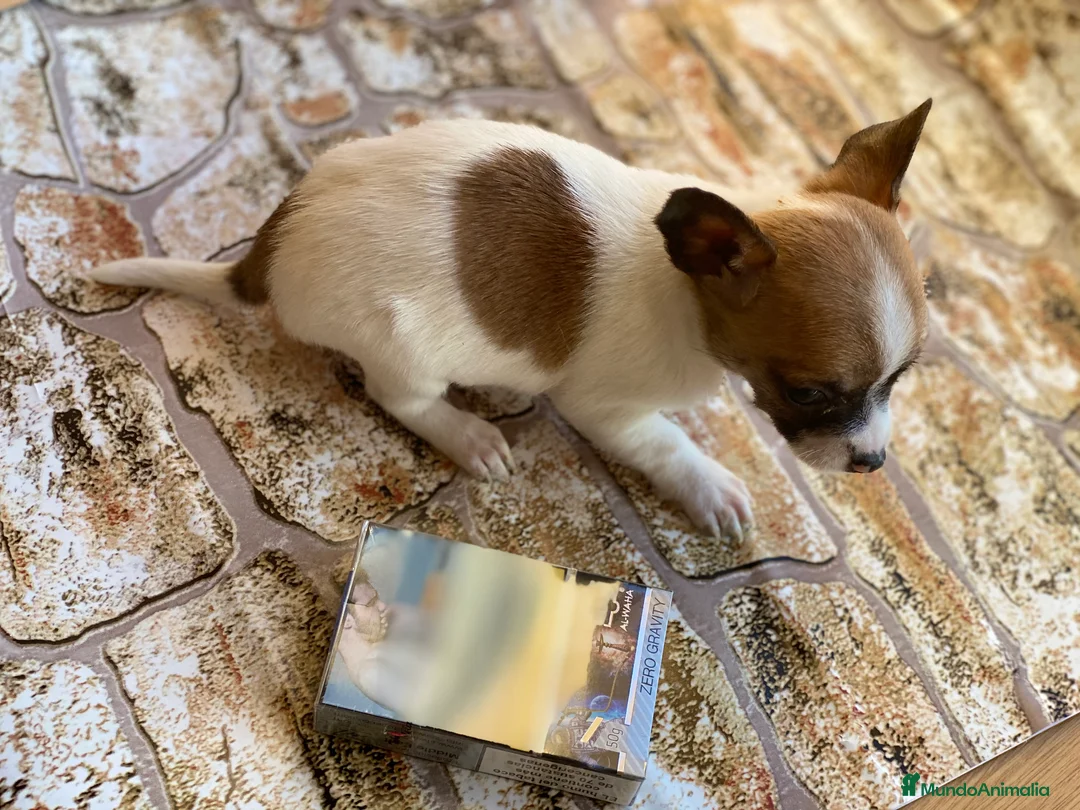 Chihuahua perros en venta: Chihuahua puppy  en Ciudad Real - Anuncio 5