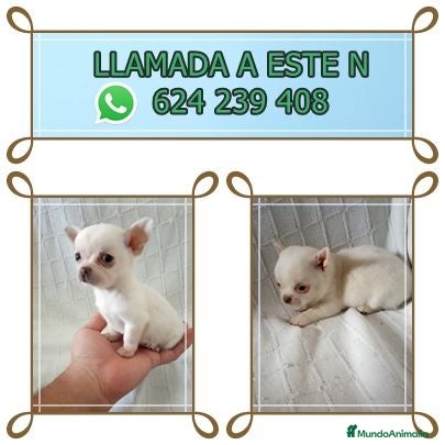 Chihuahua perros PRECIOSOS CHIHUAHUA RUSO Y ASIÁTICO   - Anuncio 1