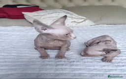 Sphynx gatos en venta: GATOS EGIPCIOS - Anuncio 3