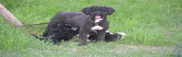 Perro de Agua Español perros en venta: Camada de perro de agua  - Anuncio 15