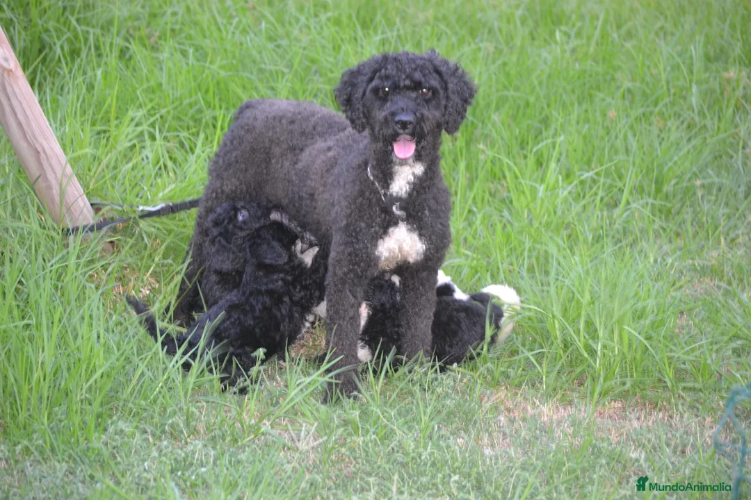 Perro de Agua Español perros en venta: Camada de perro de agua  - Anuncio 15