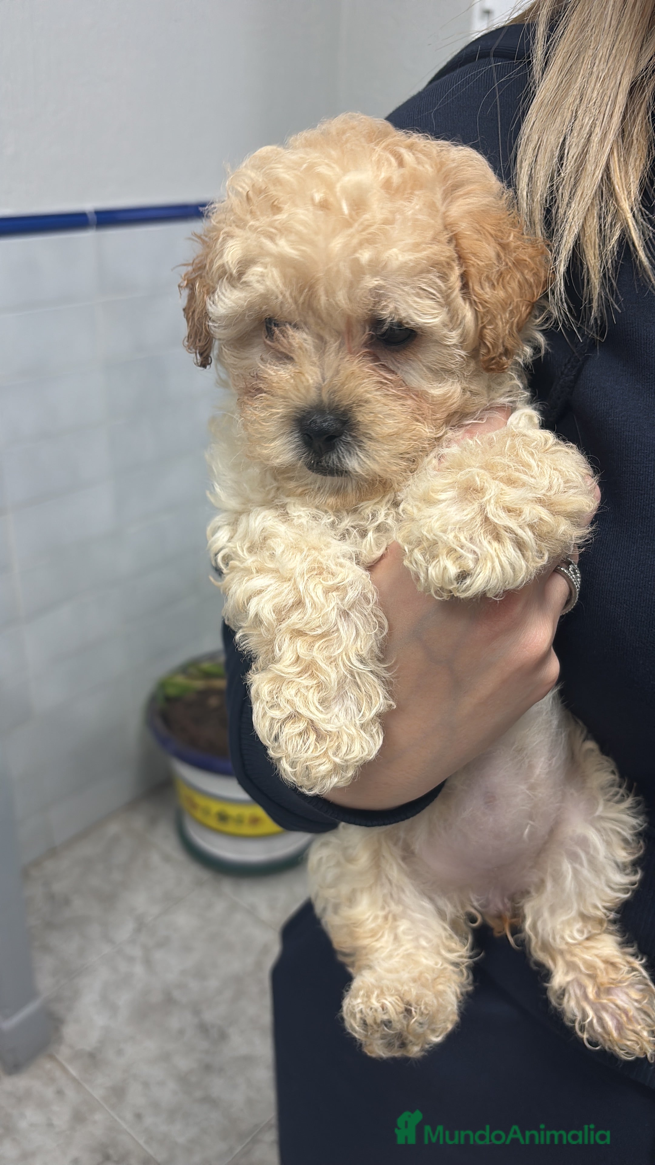 Caniche Toy perros Excelente camada de Caniche toy color apricot  - Anuncio 27