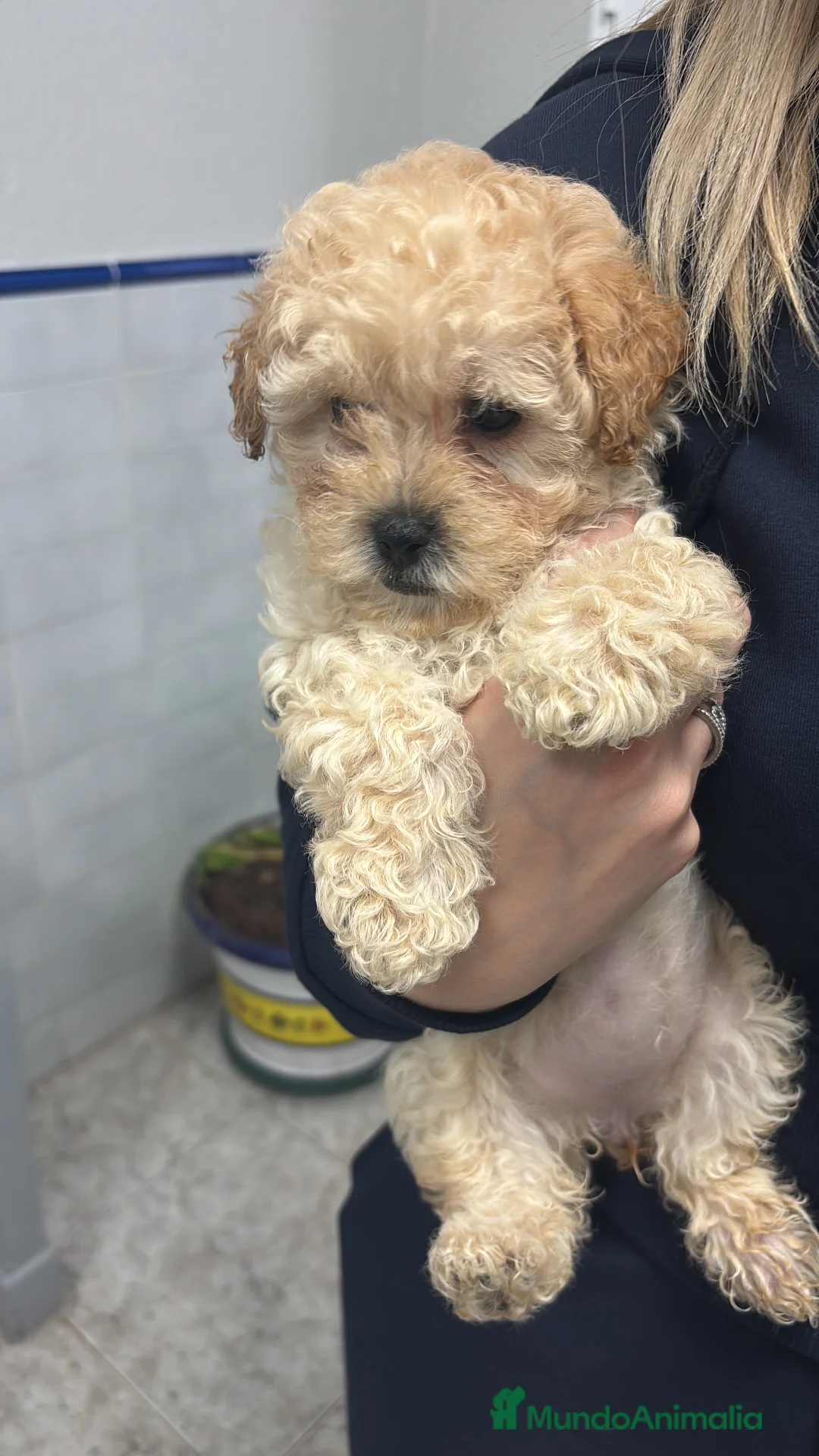 Caniche Toy perros en venta: Excelente camada de Caniche toy color apricot  en Madrid - Anuncio 2