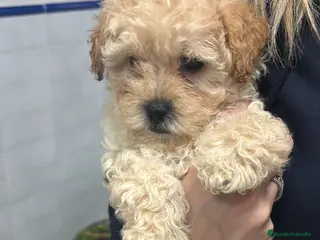 Caniche Toy perros Excelente camada de Caniche toy color apricot - Anuncio 27