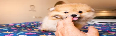 Pomerania Cachorro 2 Reservado