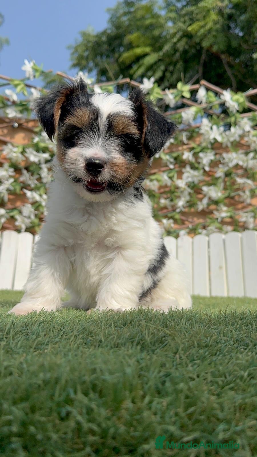 Yorkshire Terrier perros YORKSHIRE BIEWER - Anuncio 8