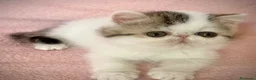 Persa gatos en venta: Persa Exótico  - Anuncio 4