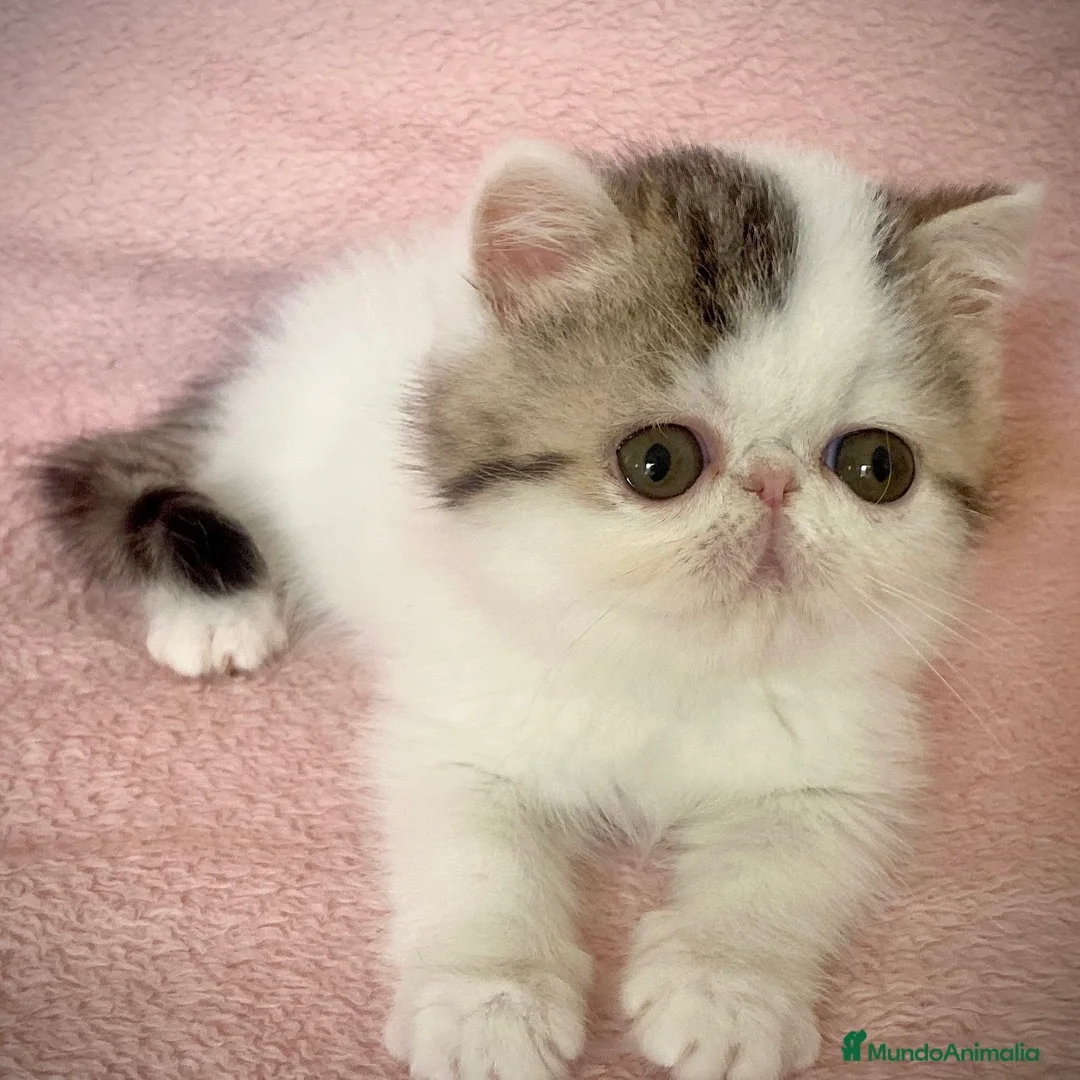 Persa gatos en venta: Persa Exótico  - Anuncio 4