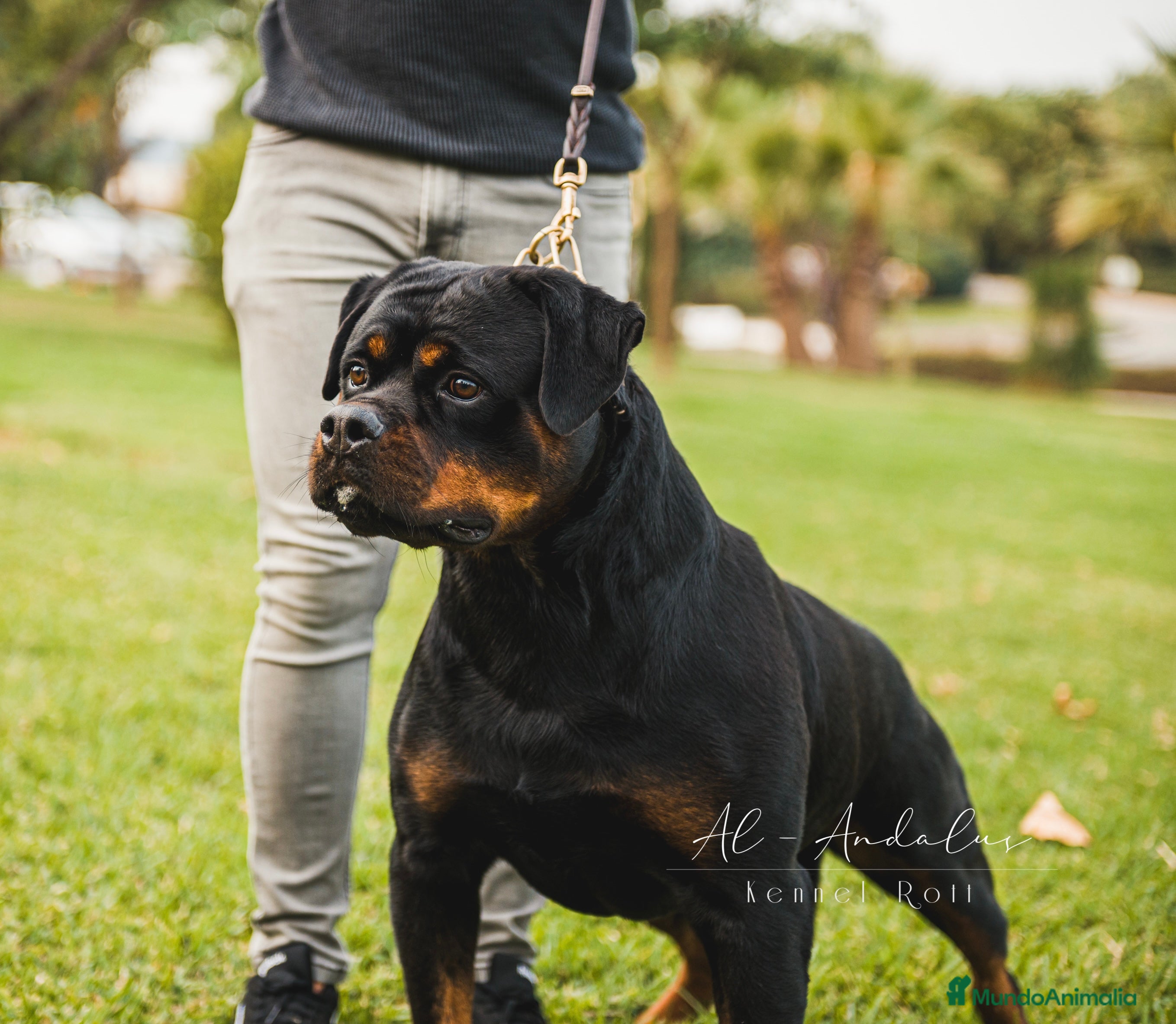 Rottweiler perros Rottweiler para montas - Anuncio 2