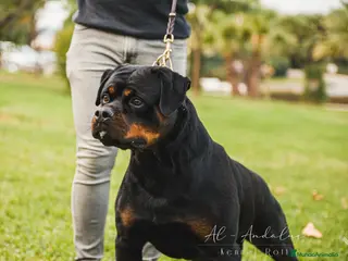 Rottweiler perros Rottweiler para montas - Anuncio 4