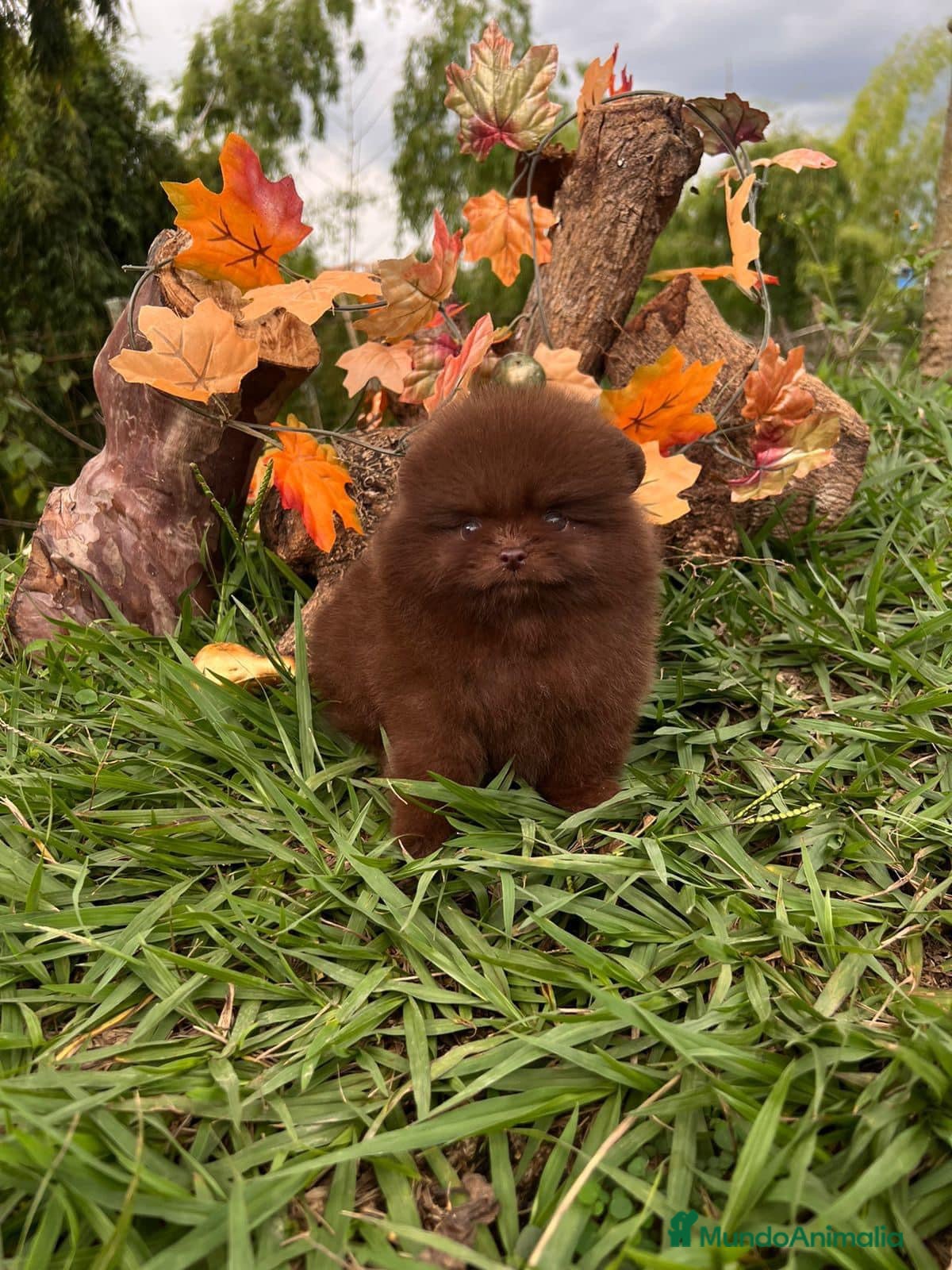 Pomerania perros Pomerania TODA ESPAÑA  - Anuncio 2