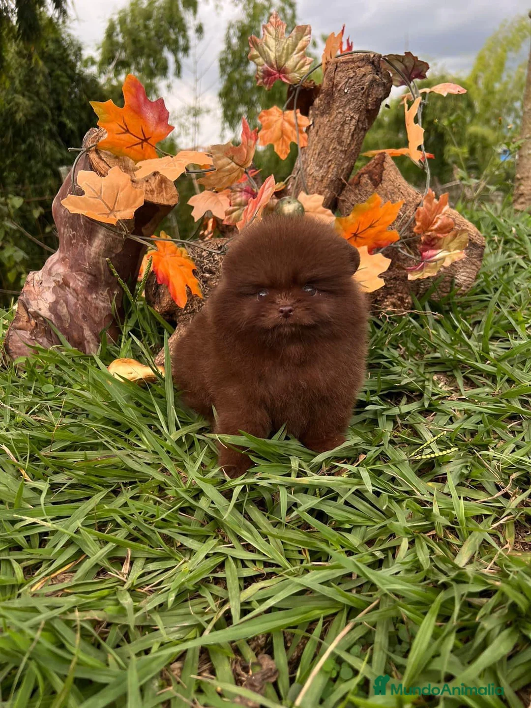 Pomerania perros en venta: Pomerania TODA ESPAÑA  - Anuncio 2