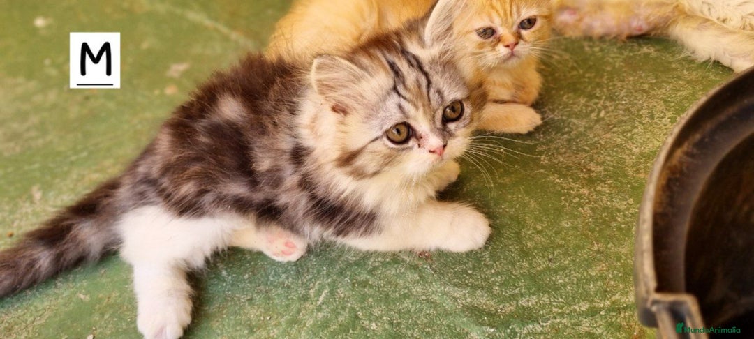 Persa gatos en venta: Gatos Persa - Imagen 5