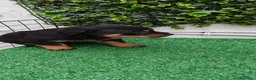Rottweiler perros en venta: 2 Últimos machos de Rottwailer - Anuncio 3