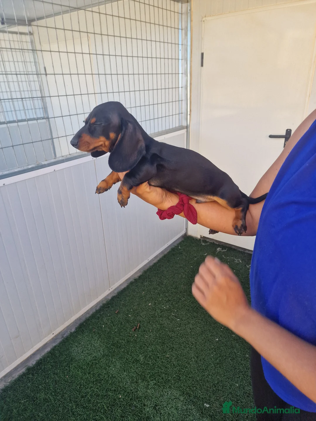 Teckel Miniatura perros en venta: Teckel kanichen precio real  - Anuncio 1