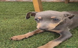 Pinscher Miniatura perros en venta: Mini-pinscher blue Macho  - Imagen 2
