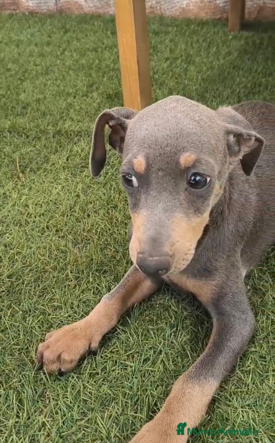Pinscher Miniatura perros en venta: Mini-pinscher blue Macho  - Imagen 2