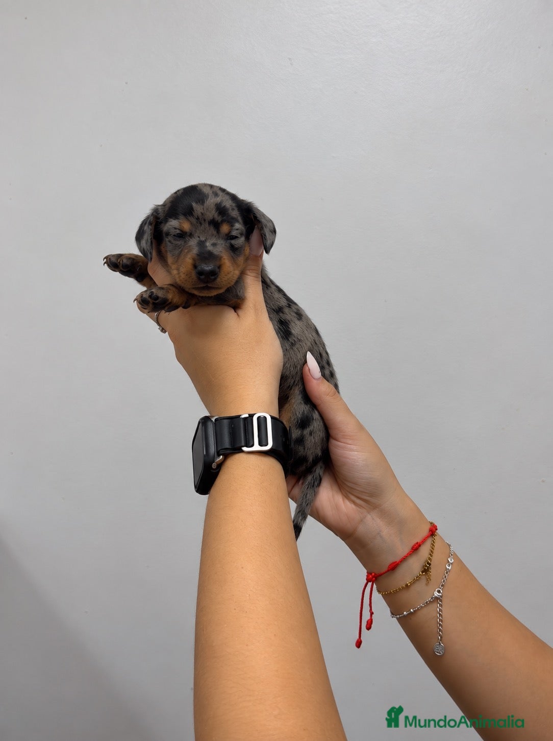 Teckel Miniatura perros PRECIOSA TECKEL ARLEQUÍN! 🖤✨ - Anuncio 1