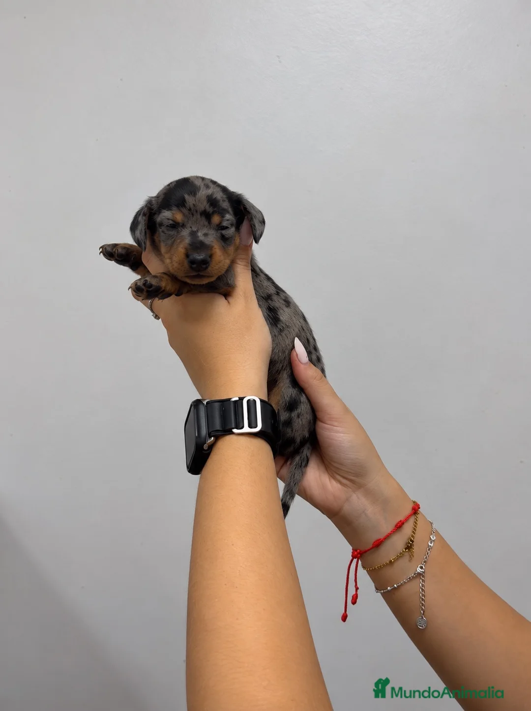 Teckel Miniatura perros en venta: PRECIOSA TECKEL ARLEQUÍN! 🖤✨ - Anuncio 1