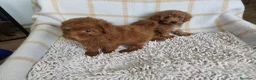 Caniche Toy perros en venta: Caniche toy  - Anuncio 5