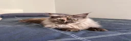 Maine Coon gatos en venta: Macho Maine Coon Black Smoke  - Anuncio 30
