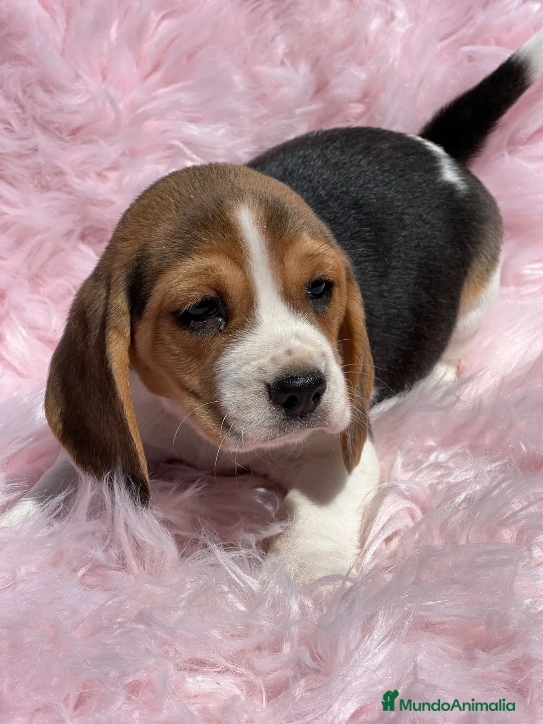 Beagle perros en venta: Beagle tricolor  en Barcelona - Anuncio 3
