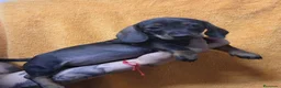 Teckel perros en venta: Teckel - Anuncio 1
