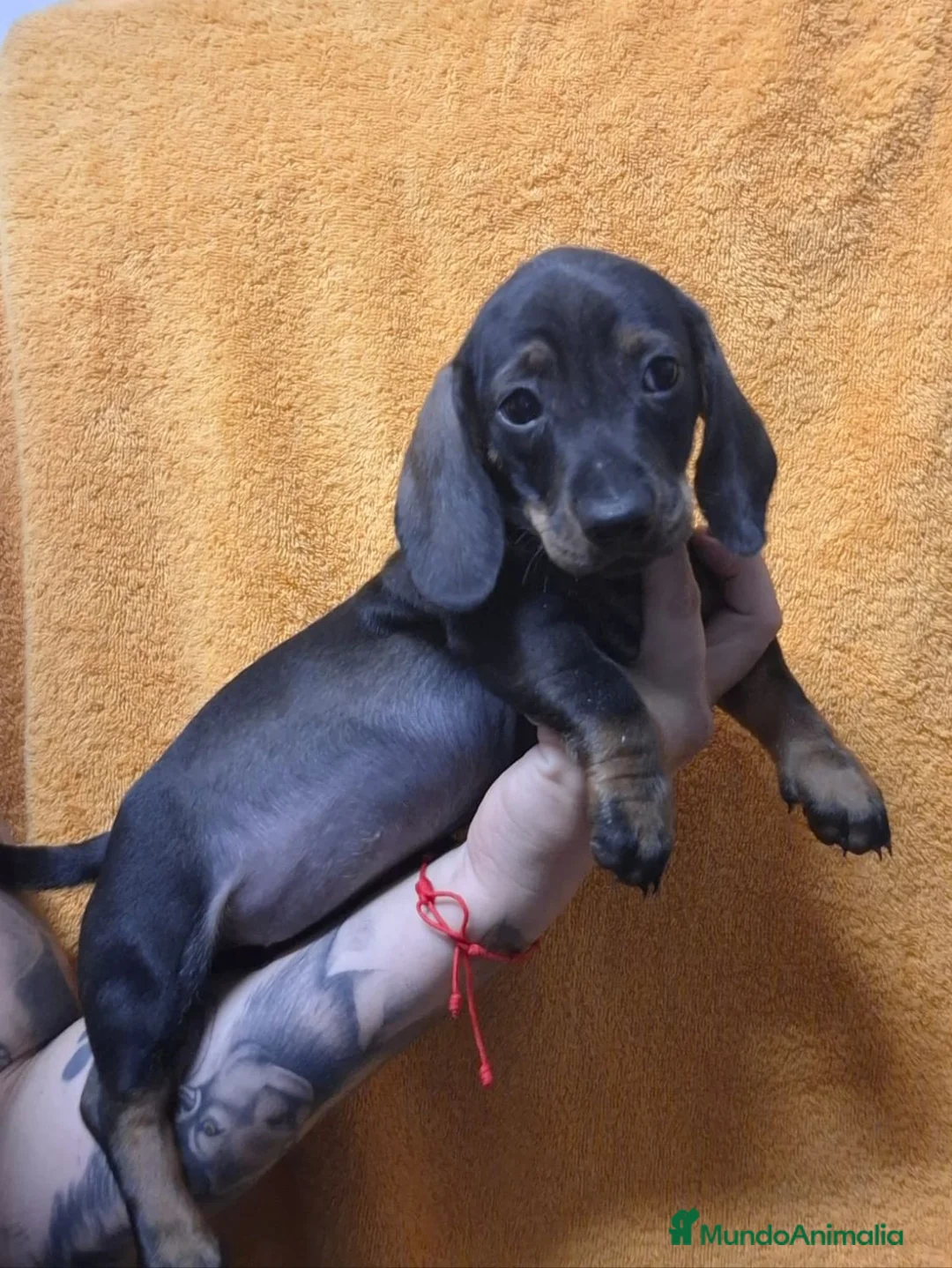 Teckel perros en venta: Teckel - Anuncio 1