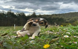 Beagle perros en venta: Beagle machos. Precio real - Imagen 3