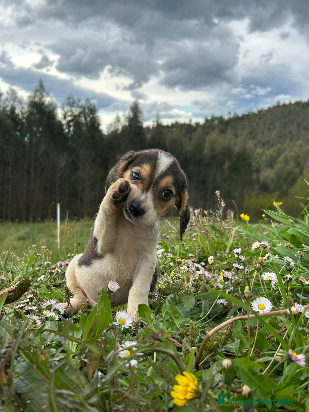 Beagle perros en venta: Beagle machos. Precio real - Imagen 3