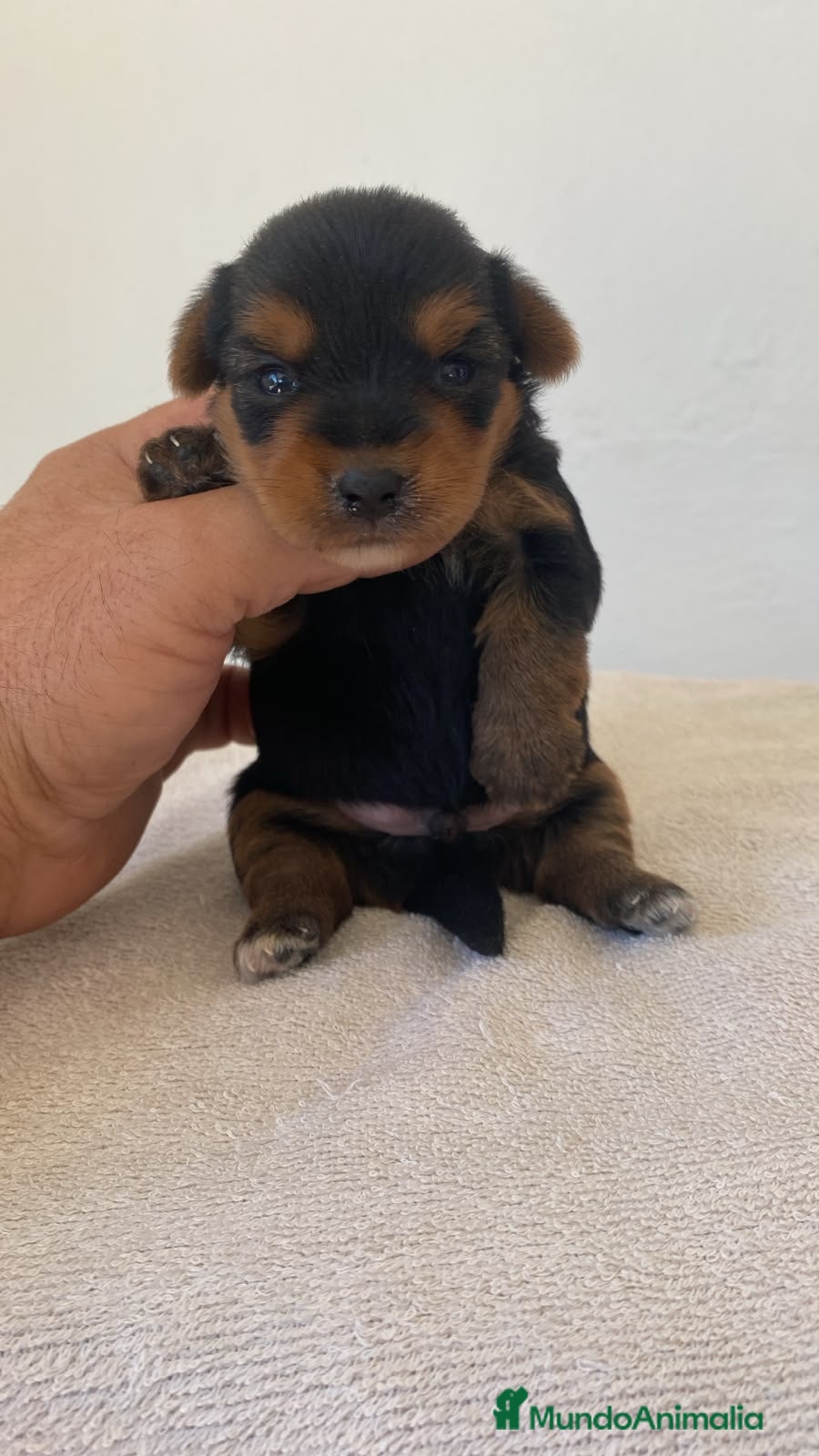 Yorkshire Terrier perros Macho de yorkshire  - Anuncio 2