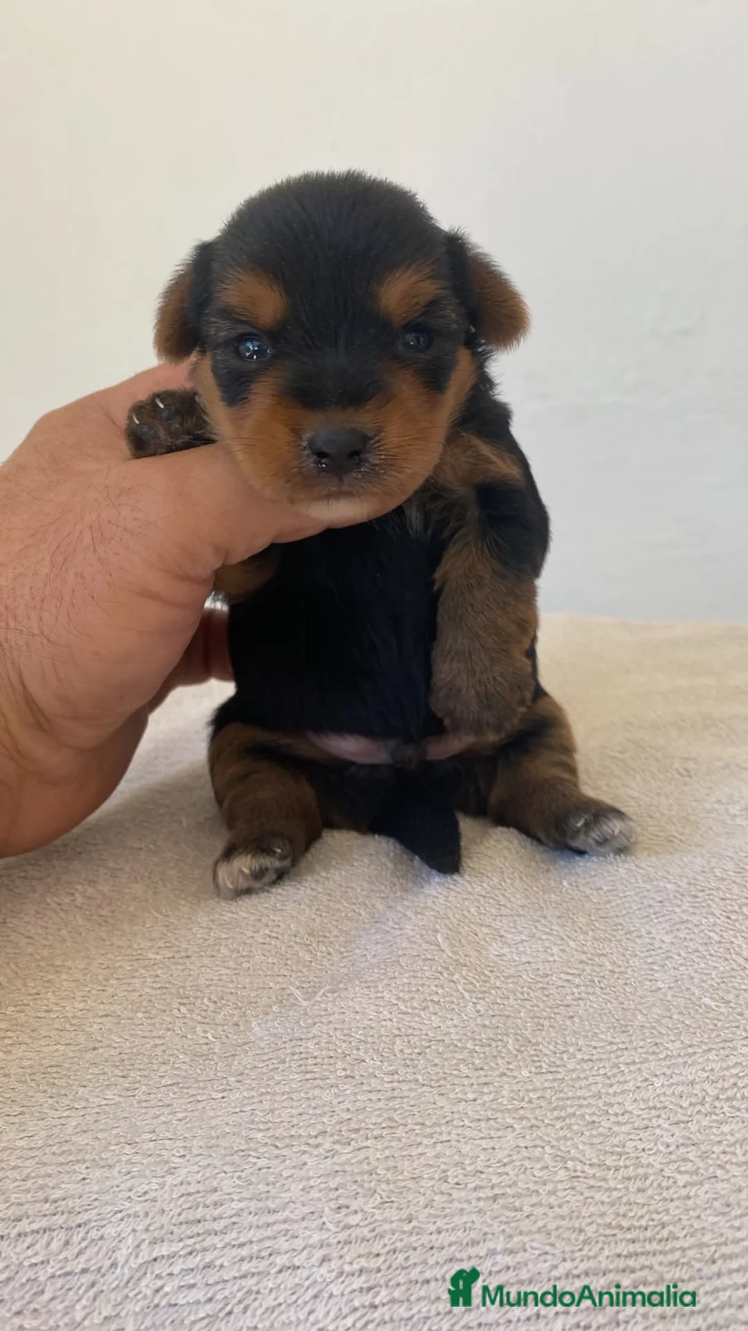 Yorkshire Terrier perros en venta: Macho de yorkshire  - Anuncio 1