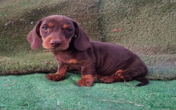 Teckel perros en venta: Teckel pelo fino - Imagen 1