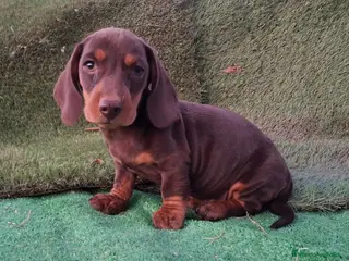 Teckel perros Teckel pelo fino - Anuncio 16