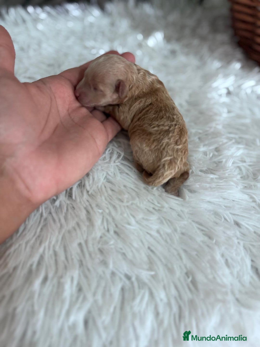 Caniche Toy perros en venta: CANICHE TOY HEMBRA - Imagen 4