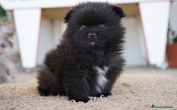 Pomerania perros en venta: 🐾 Roscón, Prodigy y Monk  Pomerania especiales 🐾 - Imagen 10