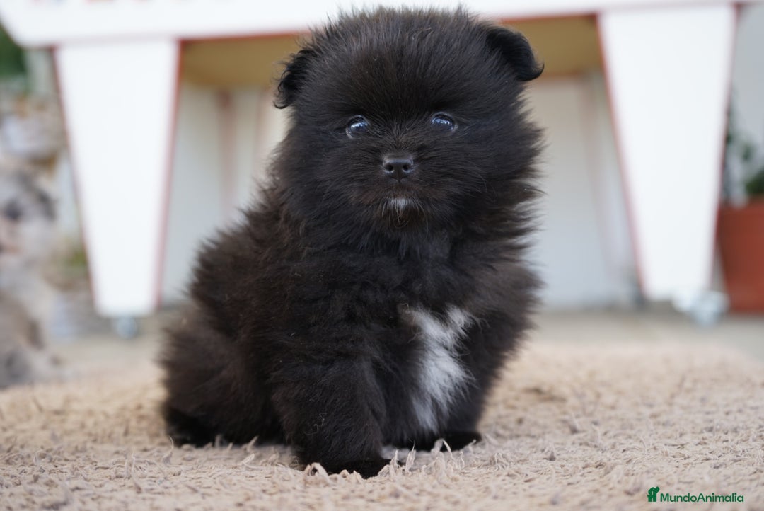 Pomerania perros en venta: 🐾 Roscón, Prodigy y Monk  Pomerania especiales 🐾 - Imagen 10