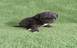 Caniche Toy perros en venta: Caniches toys particolor  - Imagen 4