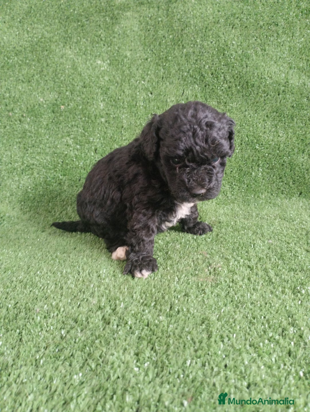 Caniche Toy perros en venta: Caniches toys particolor  - Imagen 4