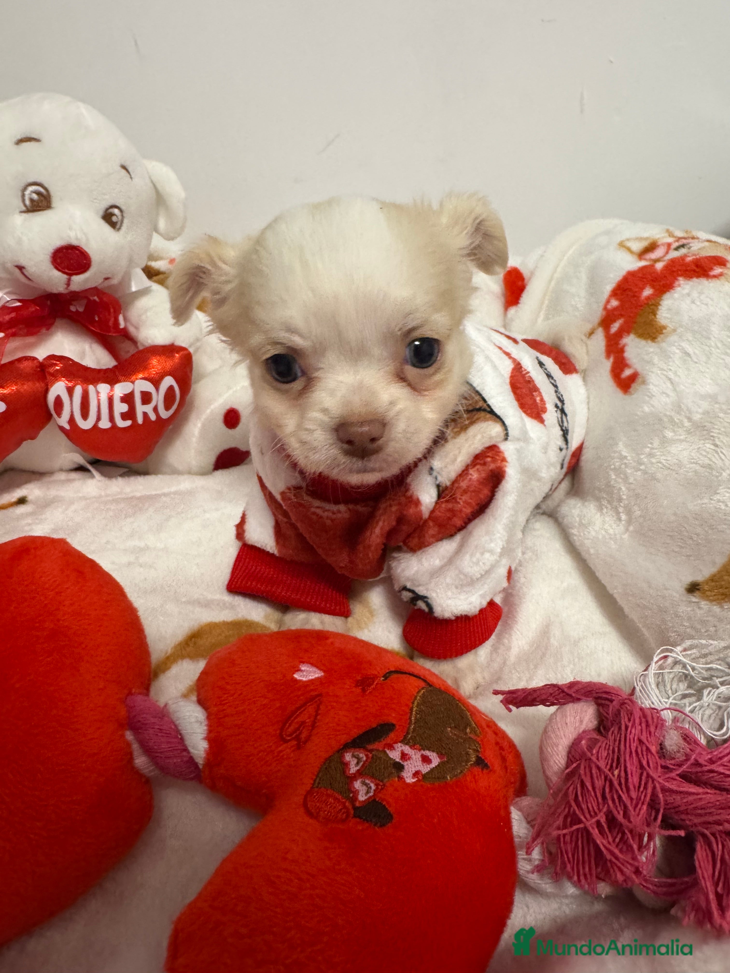 Chihuahua perros Chihuahuas pelo largo  - Anuncio 2