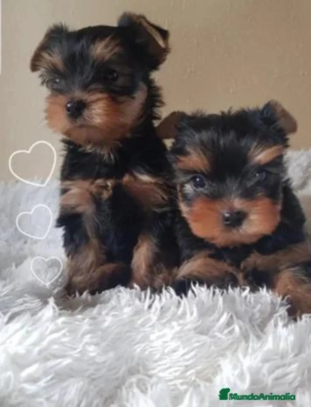 Yorkshire Terrier perros en venta: 🌷🐶💕 YORKSHIRE: UN AMOR PEQUEÑITO 💕🐶🌷 - Anuncio 1