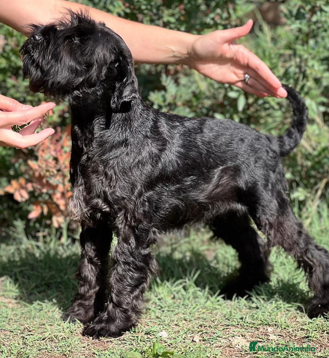 Schnauzer Miniatura perros Schnauzer miniatura  - Anuncio 2
