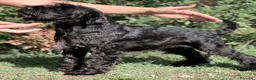 Schnauzer Miniatura perros en venta: Schnauzer miniatura  - Anuncio 1