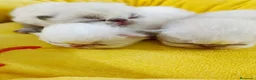Himalayo gatos en venta: CACHORROS HIMALAYO - Anuncio 3