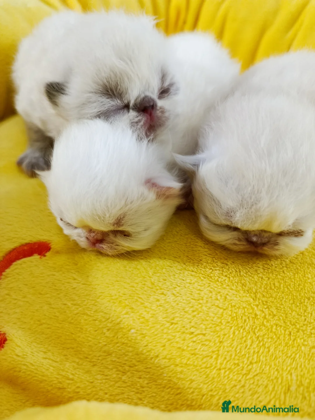Himalayo gatos en venta: CACHORROS HIMALAYO - Anuncio 3