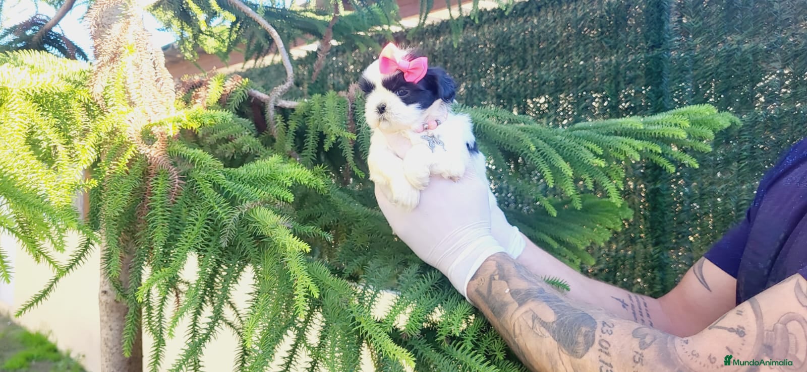 Shih Tzu perros Cachorritos de shihtzu preciosos!! en Valencia - Anuncio 2